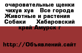 очаровательные щенки чихуа-хуа - Все города Животные и растения » Собаки   . Хабаровский край,Амурск г.